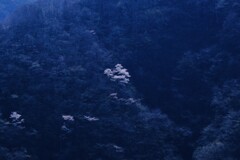 奥多摩湖～山の桜3