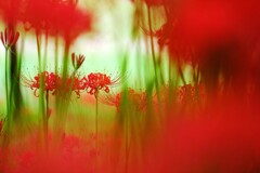曼珠沙華～巾着田3
