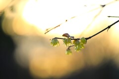 昭和記念公園の冬～蝋梅3