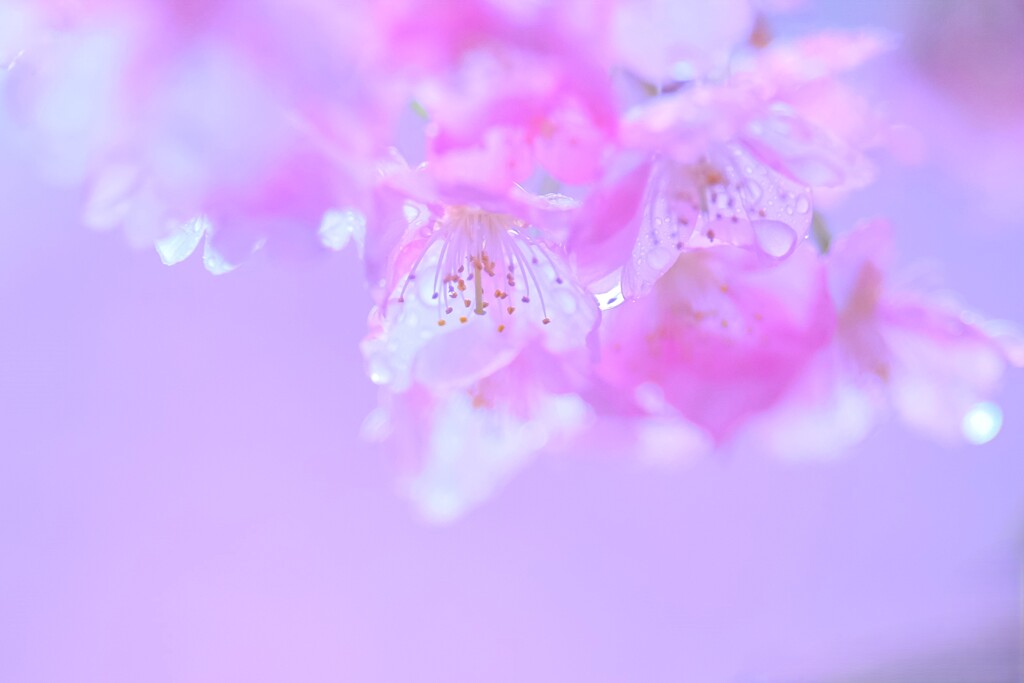 雨の河津桜2