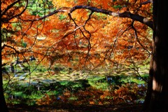 メタセコイヤ～神代植物公園1