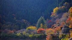 奥多摩湖～紅葉２