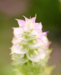 Clary sage