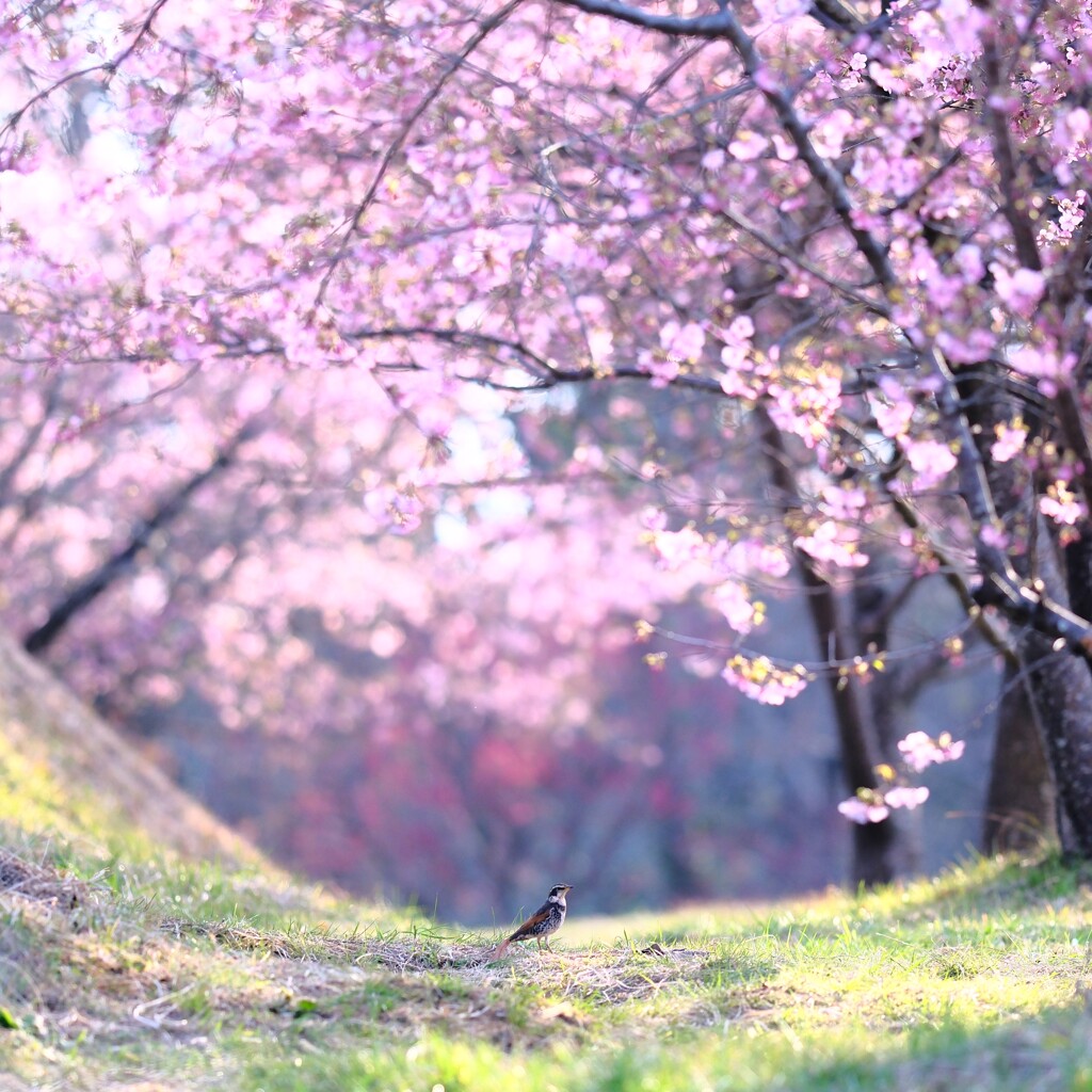 ツグミひとり桜見～おおいゆめの里