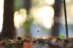 みずほエコパーク～原種シクラメン2(咲き始め)