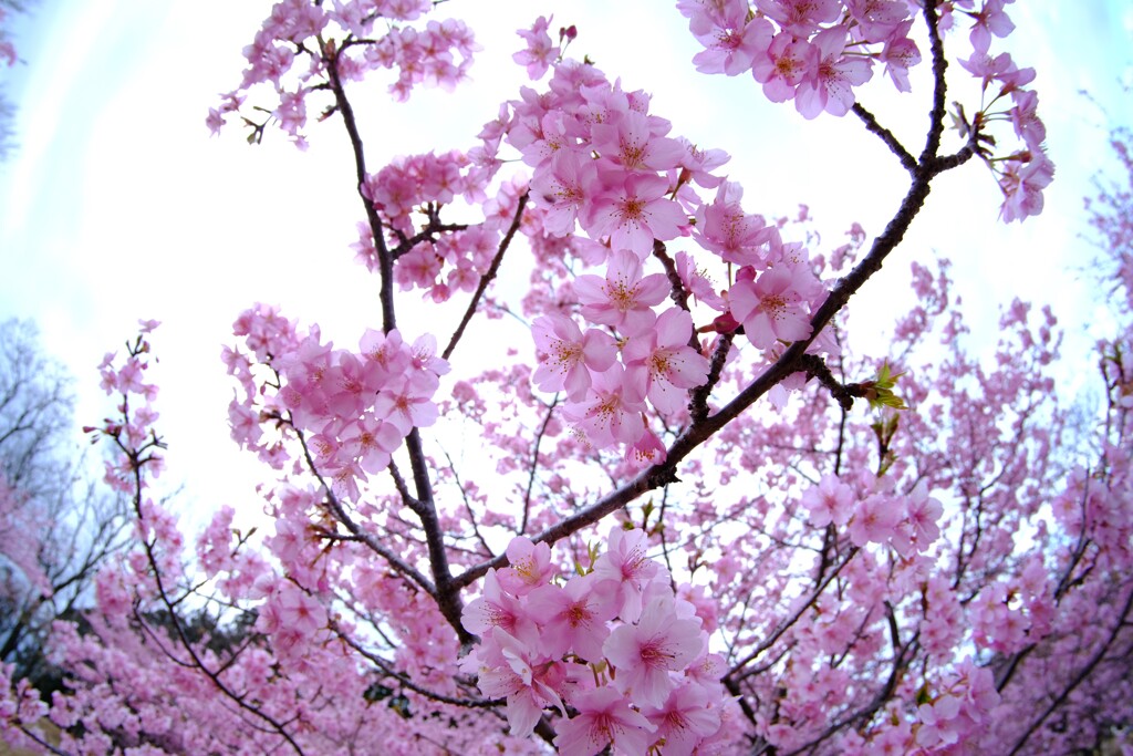 河津桜8～見頃でした♪
