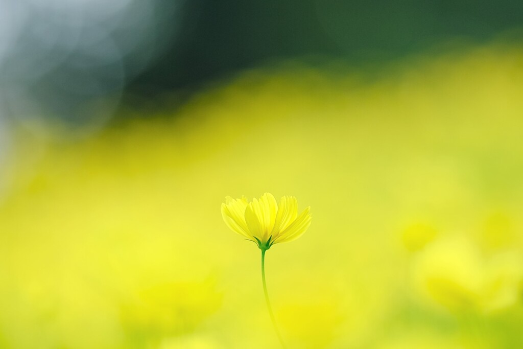 レモンブライト～昭和記念公園コスモス見頃開始