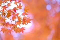 みずほエコパーク5～モミジ黄紅