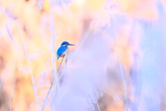 カワセミ～智光山公園