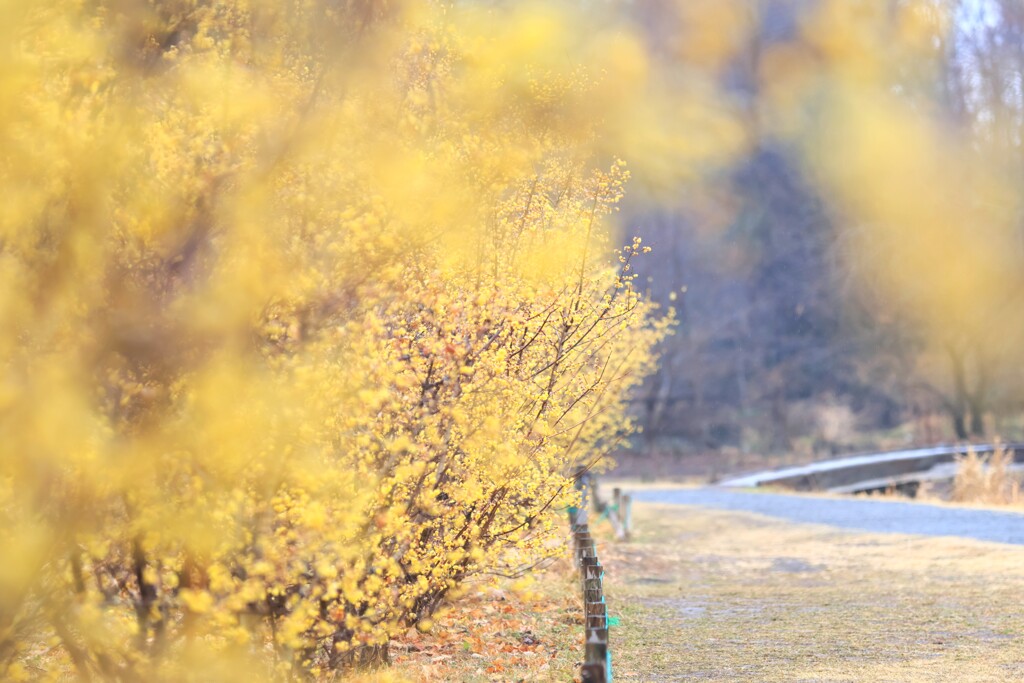 蝋梅～智光山公園2