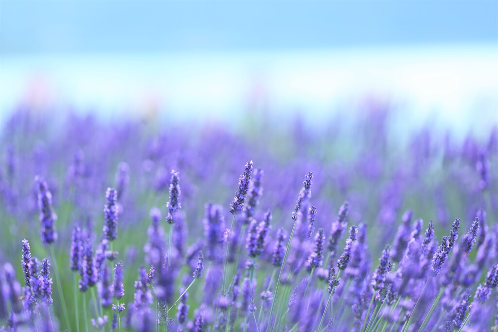 lavender