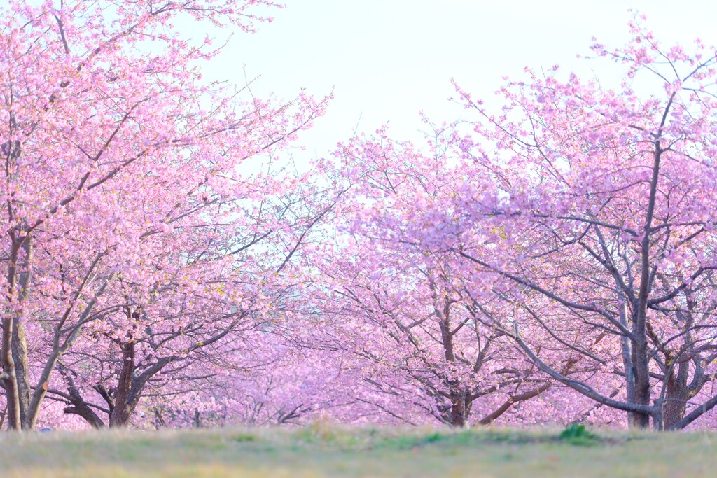 河津桜～おおいゆめの里1