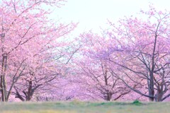 河津桜～おおいゆめの里1