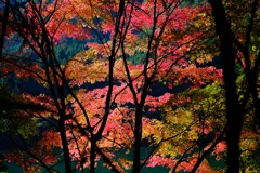 紅葉前半～南伊奈ヶ湖1