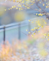 素心蝋梅～昭和記念公園１