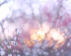 梅～府中郷土の森博物館１