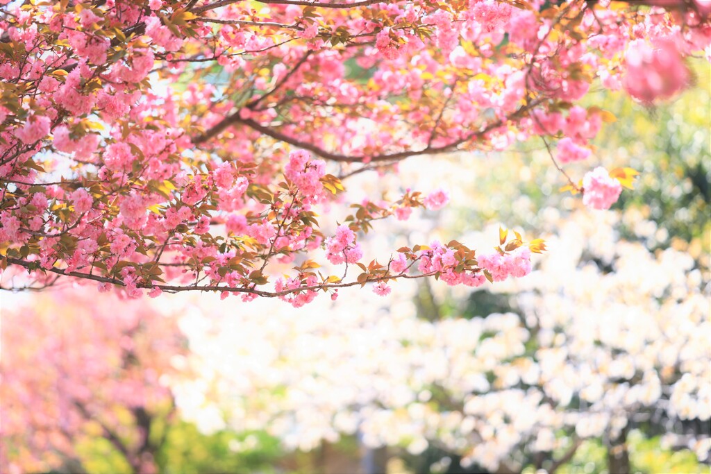 八重桜
