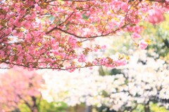 八重桜