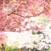 八重桜