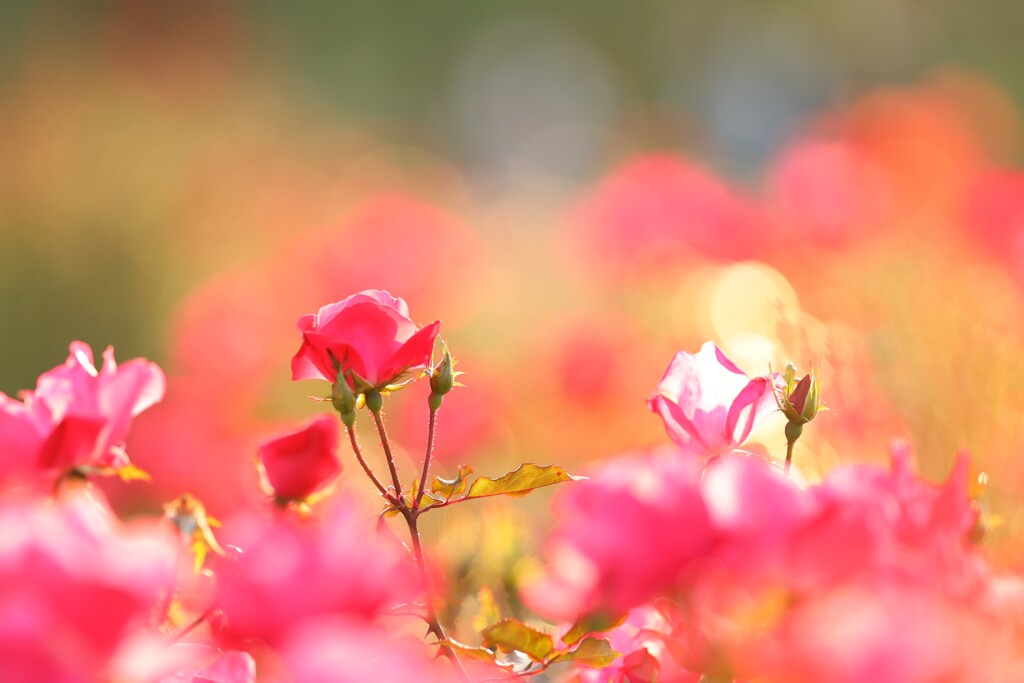 autumn rose