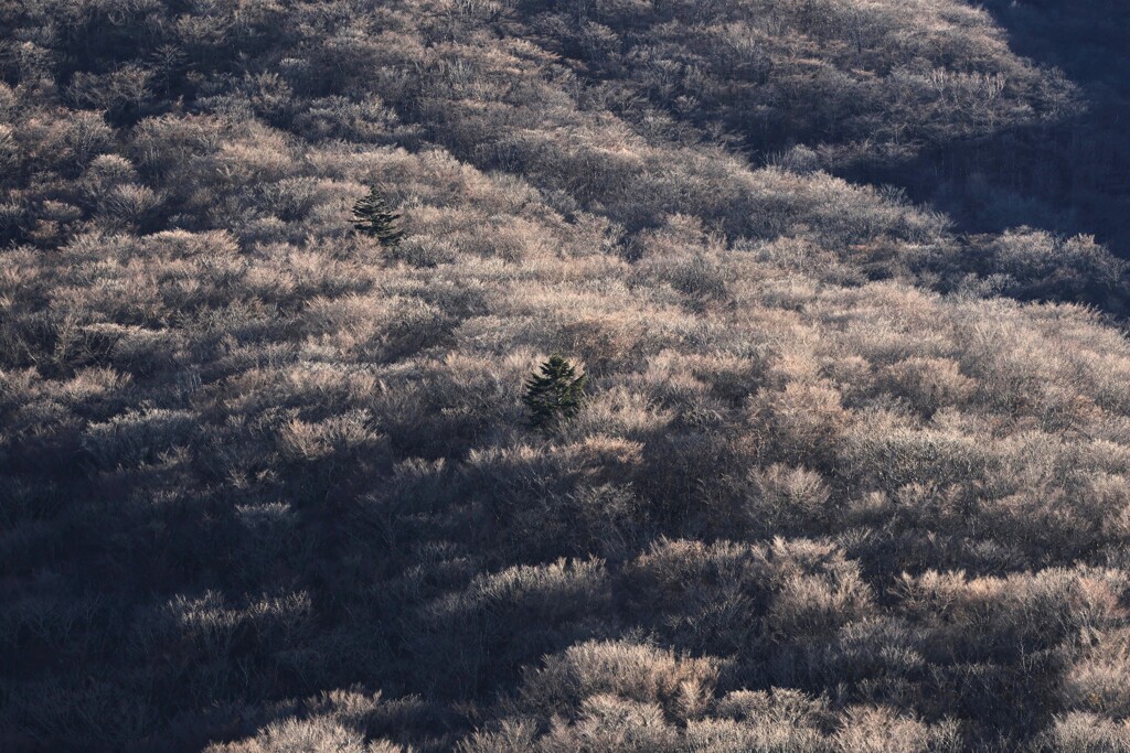山中湖～ひかる木々