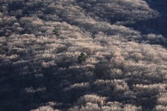 山中湖～ひかる木々