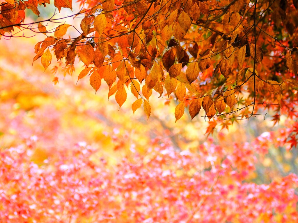 森の紅葉～赤城自然園8