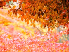 森の紅葉～赤城自然園8