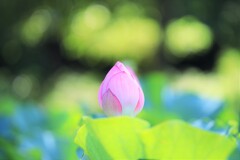 蓮~昭和記念公園 蓮~昭和記念公園