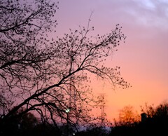 sunset ～夕焼け木