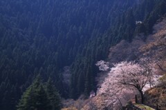 山桜～奥多摩湖