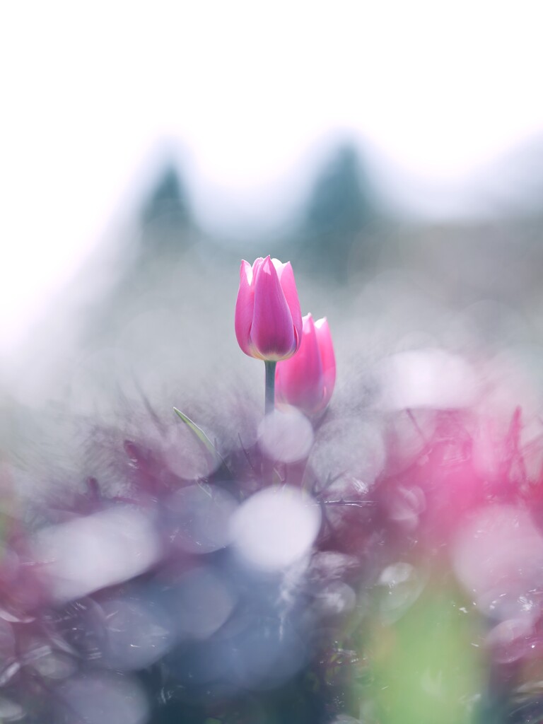 花菜ガーデン～アイスチューリップ４