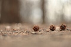 森林公園～フウの木の落とし物(紅葉葉楓の実)