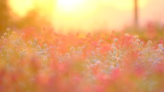 夕焼け千日紅～鼻高展望花の丘1