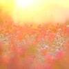 夕焼け千日紅～鼻高展望花の丘1