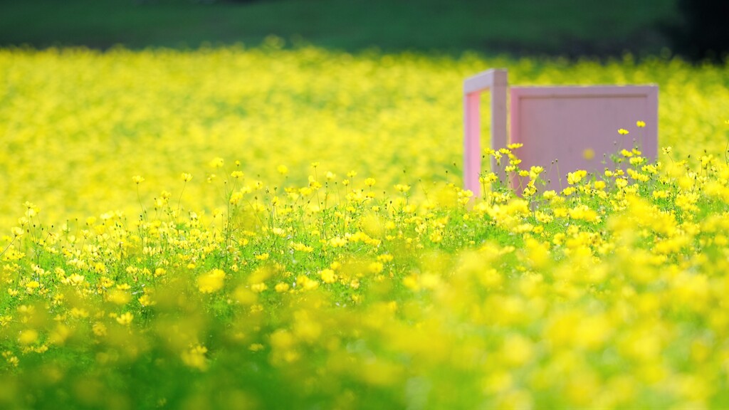 レモンブライト～昭和記念公園コスモス見頃開始