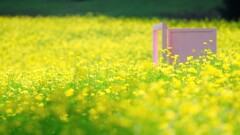 レモンブライト～昭和記念公園コスモス見頃開始