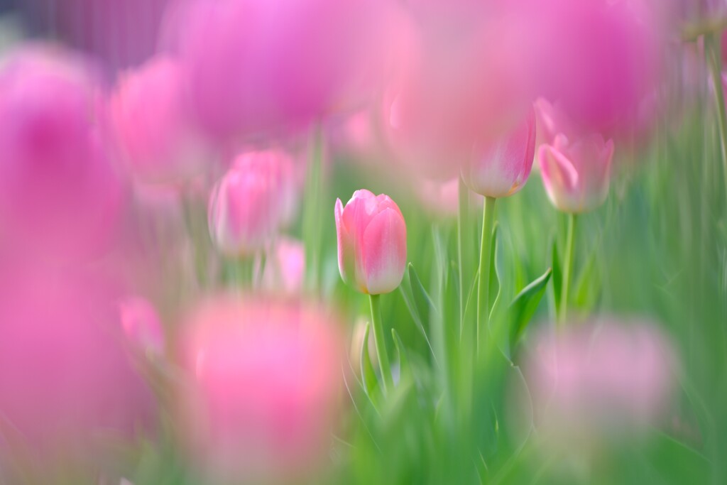 花菜ガーデン～アイスチューリップ7