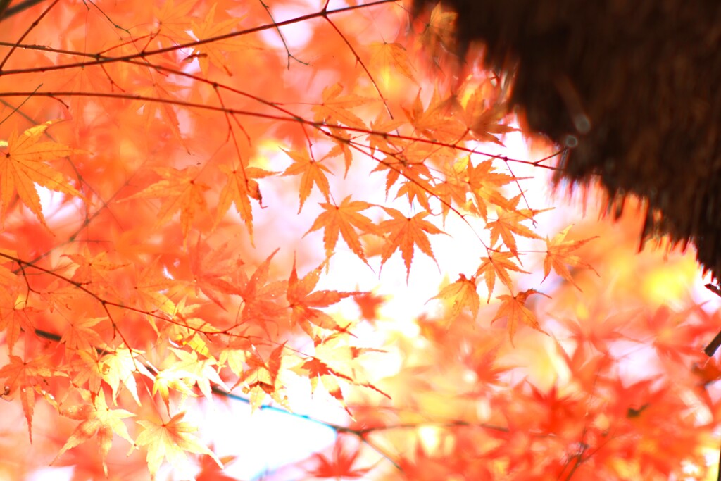 山吹の郷の秋