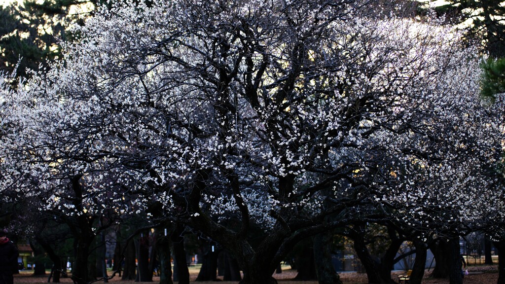 梅～小金井公園2