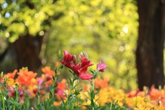 昭和記念公園の冬～ウィンターリリー1