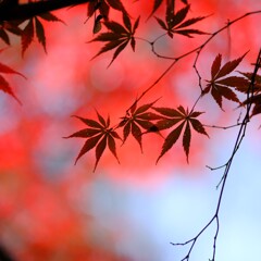 森林公園～紅葉