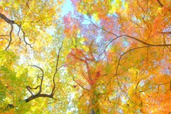 小金井公園～紅葉１