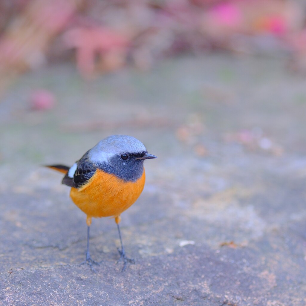 ジョウビタキ♂～森林公園