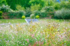 秋の花庭～中之条ガーデンズ3