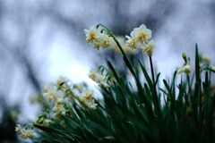 八重咲水仙～二宮1