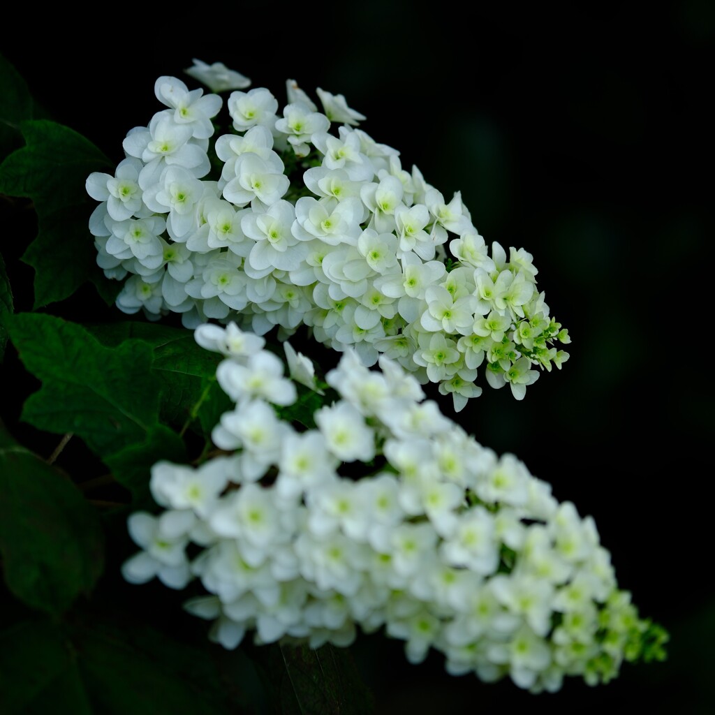 紫陽花～花菜ガーデン5