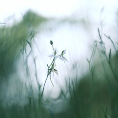 昭和記念公園～サギソウ