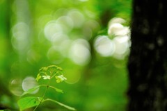 colors green