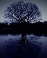 tree